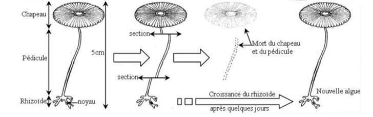 Nature de l’information génétique